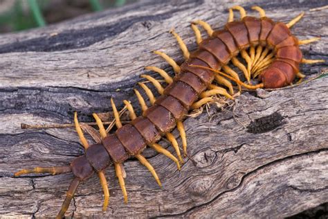 歐洲蜈蚣|centipedes articles